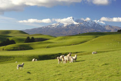 NewZealand-jpg